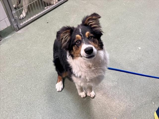 Adoptable Dog