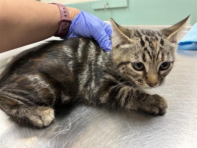Adoptable Cat