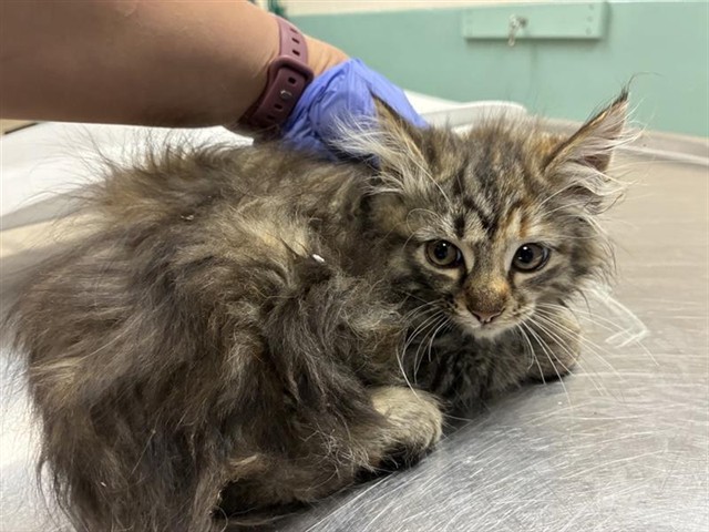 Adoptable Cat