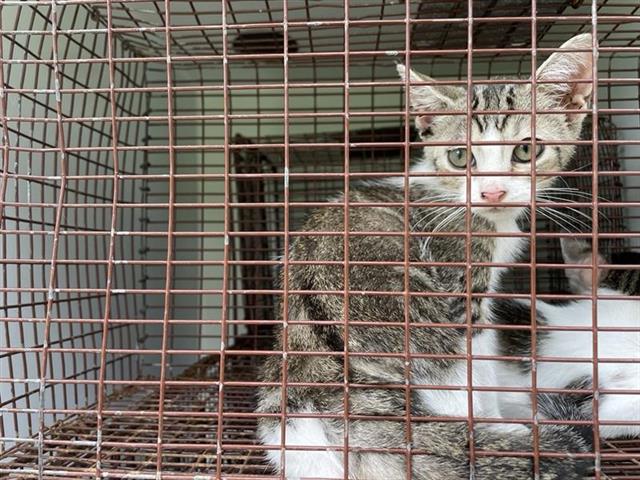 Adoptable Cat