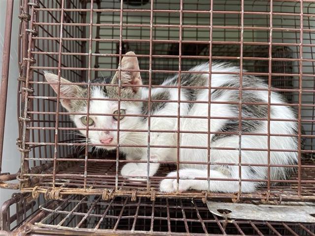 Adoptable Cat