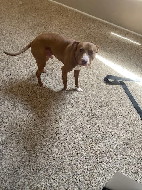 Rocko