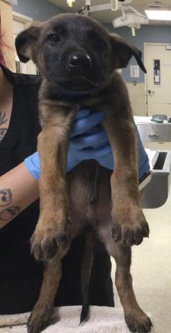 Duke