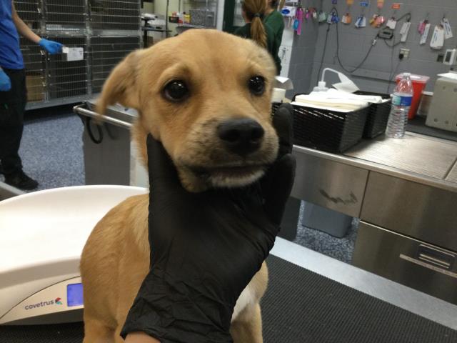 Adoptable Dog