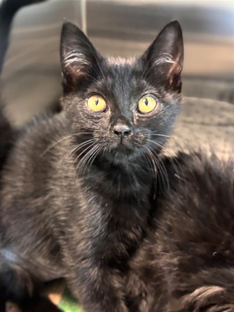 *Daphne