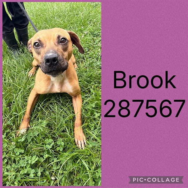 Brook