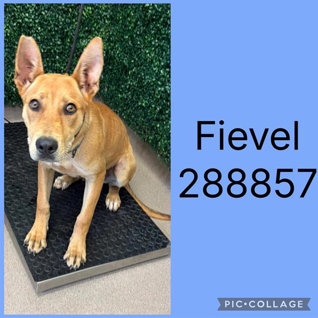 Fievel