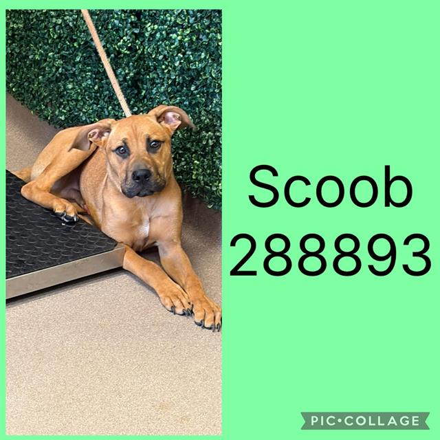Scoob