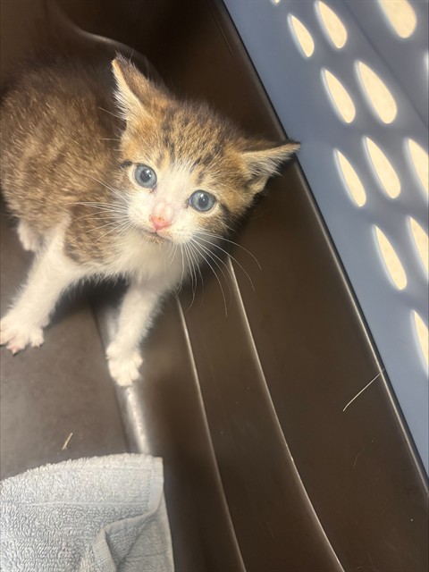 Sokka