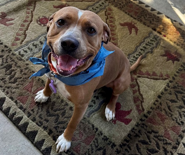 Buddy
