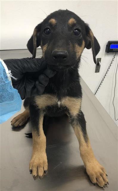 Adoptable Dog