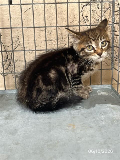 Adoptable Cat