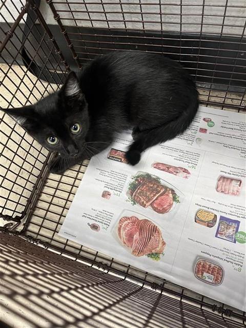 Adoptable Cat