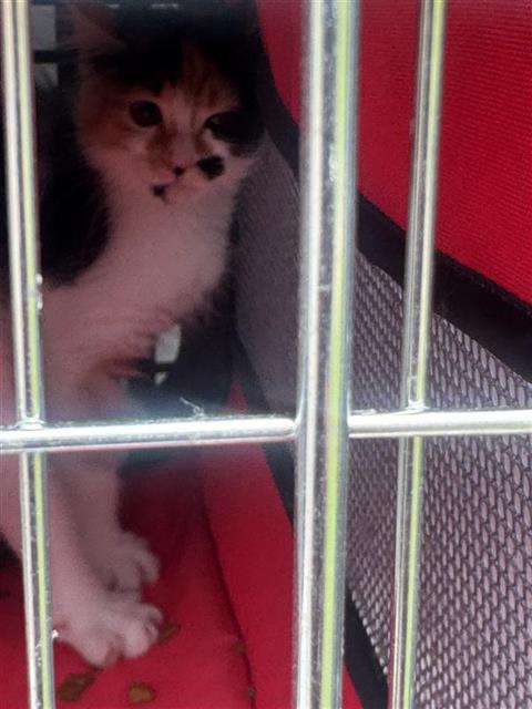 Adoptable Cat