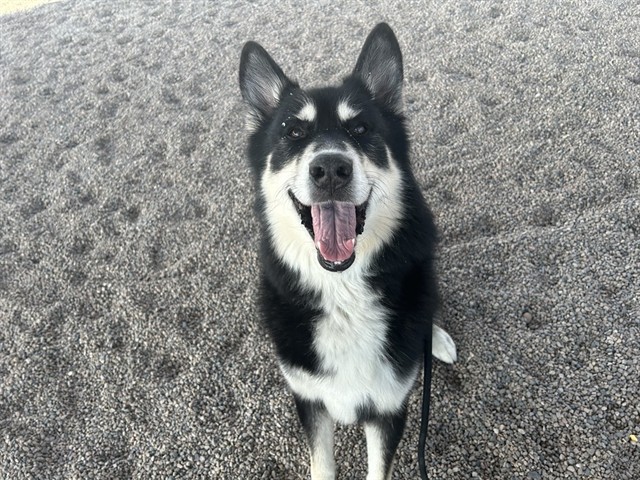 Caine
