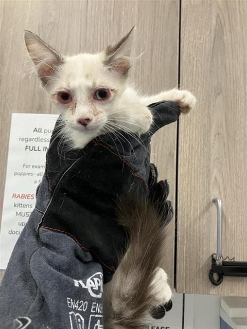 Adoptable Cat