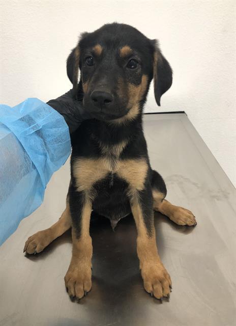 Adoptable Dog