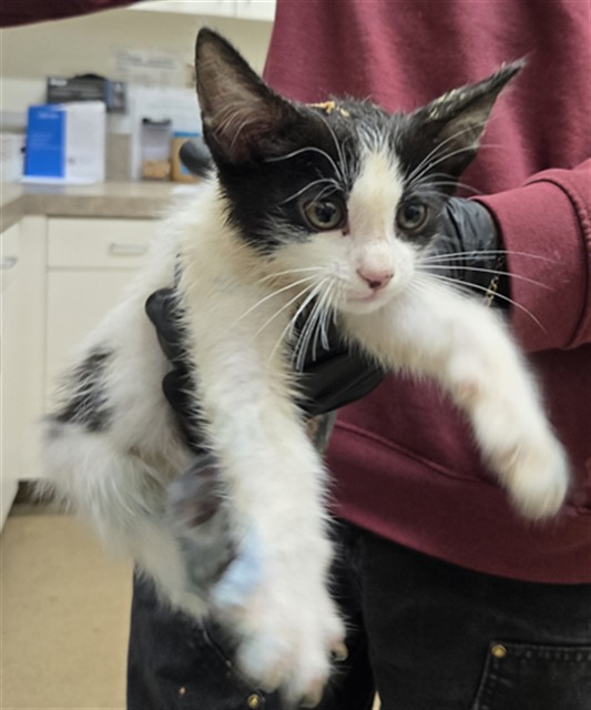 Adoptable Cat
