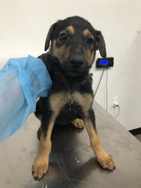 Adoptable Dog