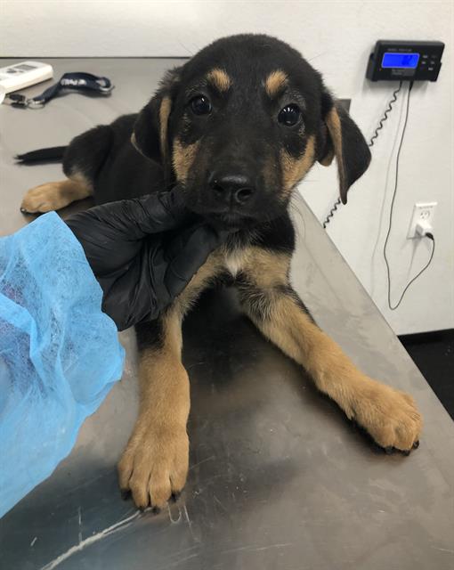 Adoptable Dog