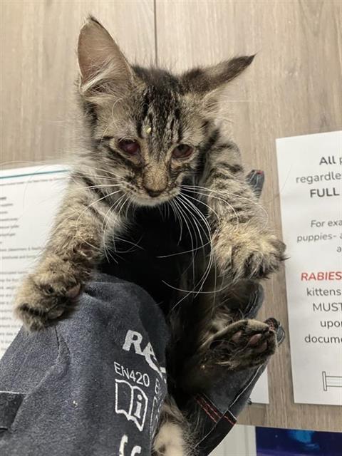 Adoptable Cat