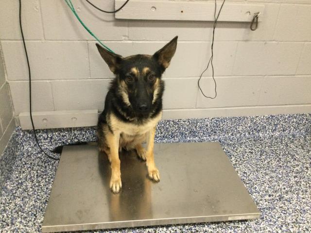 Adoptable Dog