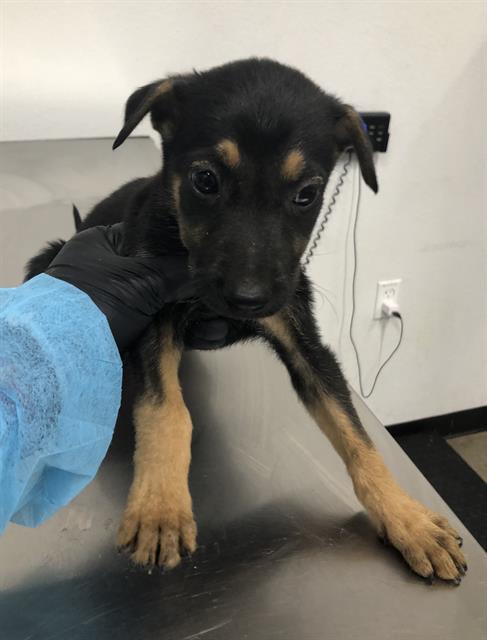Adoptable Dog