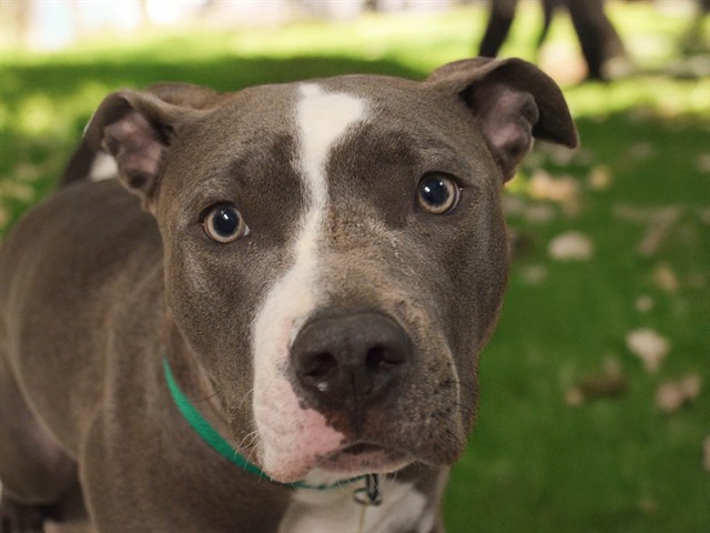 Roxy