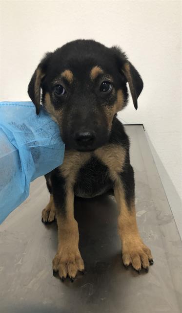 Adoptable Dog