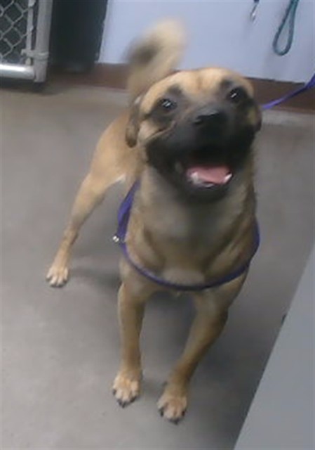Fido