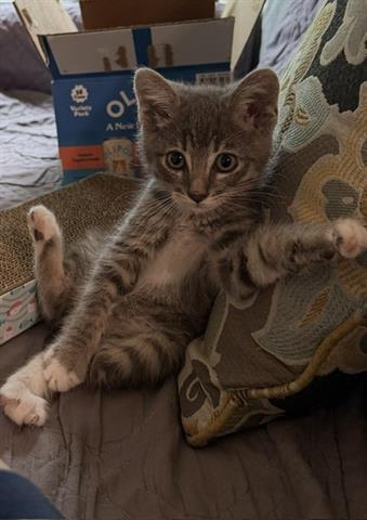 Bohdi