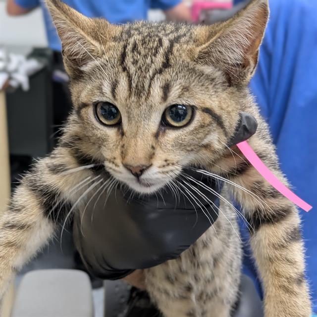 Adoptable Cat