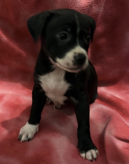Adoptable Dog