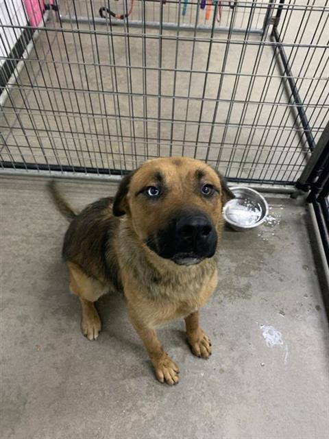 Adoptable Dog