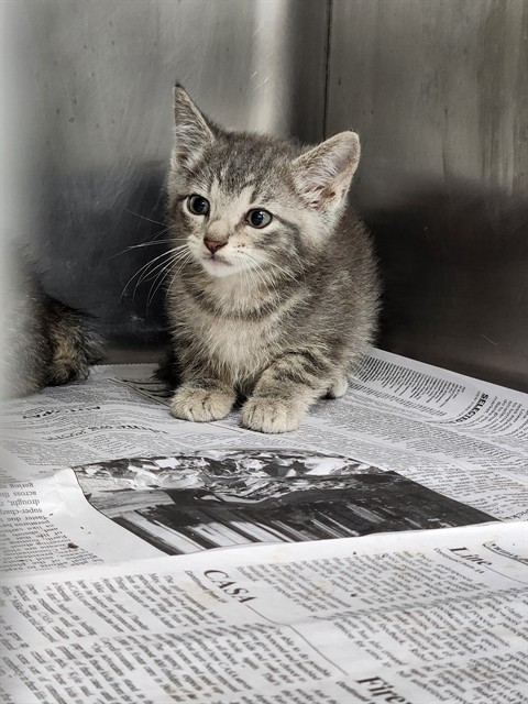 Adoptable Cat