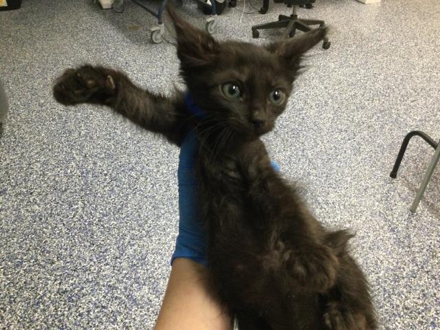 Adoptable Cat