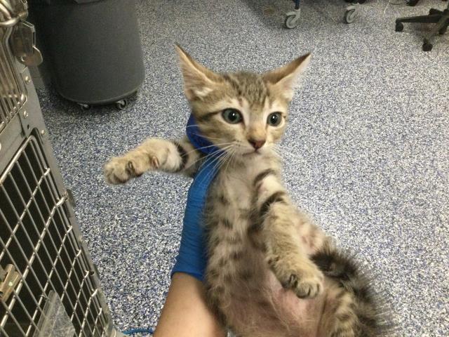 Adoptable Cat