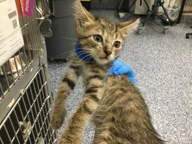 Adoptable Cat