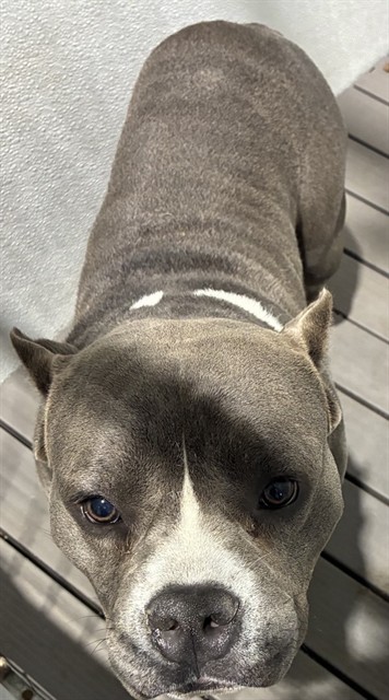 Urgent Med Adopt Tank