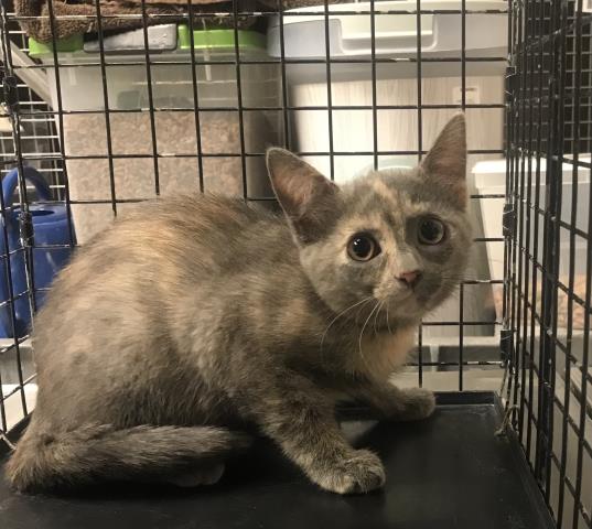 Adoptable Cat