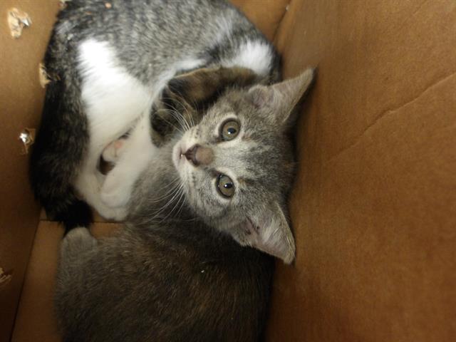 Adoptable Cat