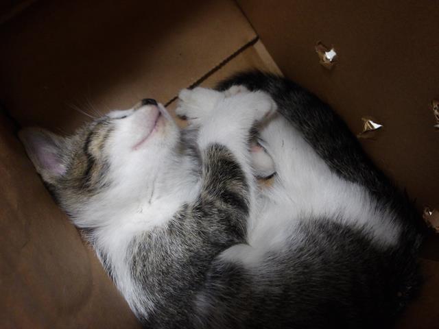 Adoptable Cat