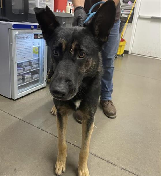 Adoptable Dog