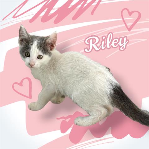 *Riley