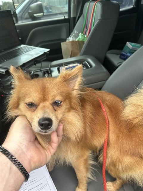 Adoptable Dog