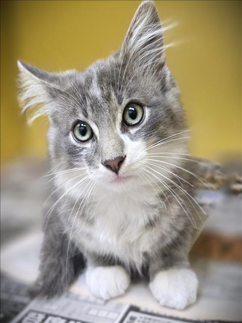 Whiskers