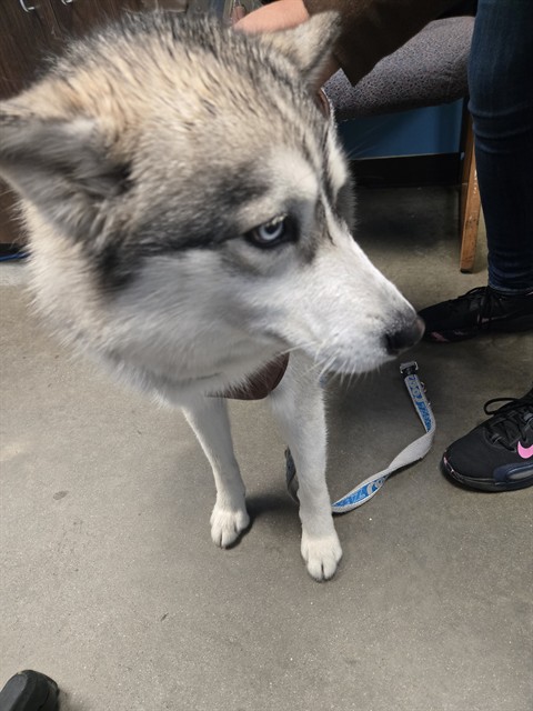 Nova