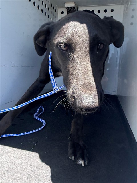Adoptable Dog