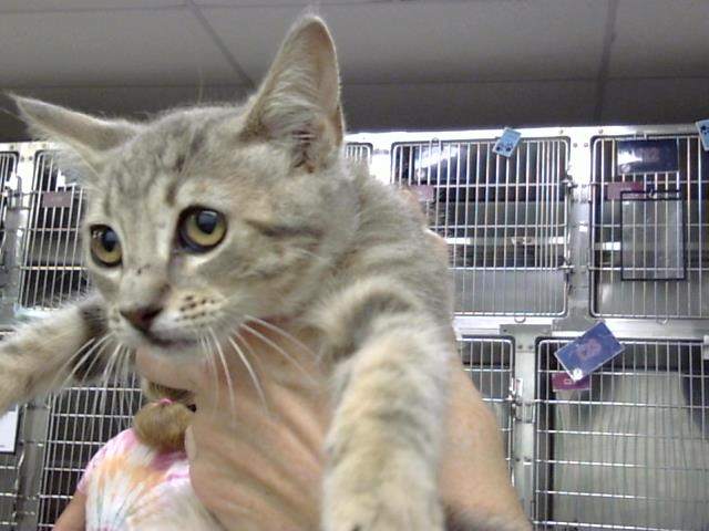 Adoptable Cat