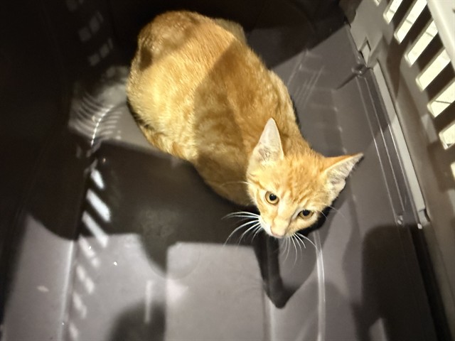 Ginger